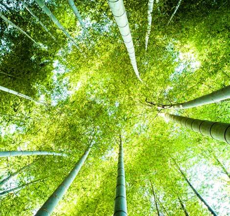 Bamboo Trees_Business Professionals