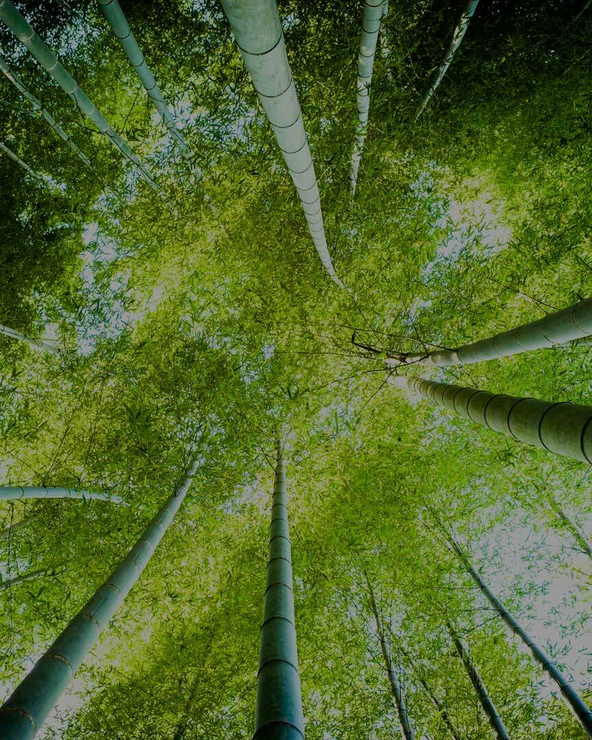 Bamboo Trees_Business Professionals